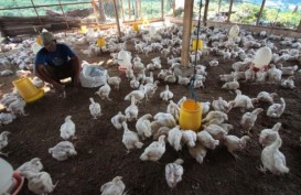 8 Daerah Penghasil Ayam Broiler Tertinggi di Provinsi Banten